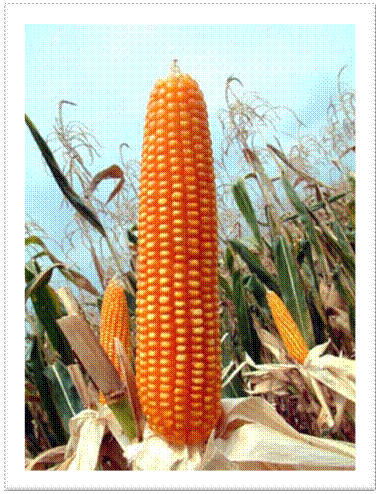 corn1.bmp