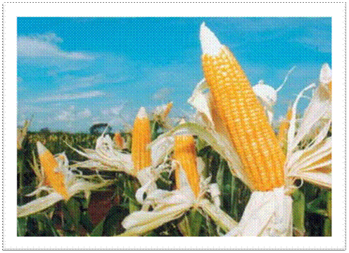 corn5.JPG