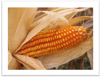 corn6.jpg