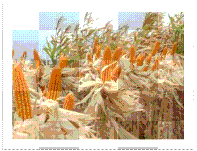 corn2.jpg