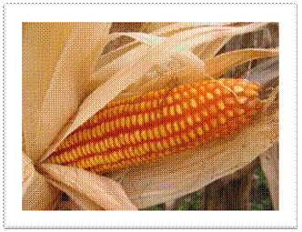 corn6.jpg